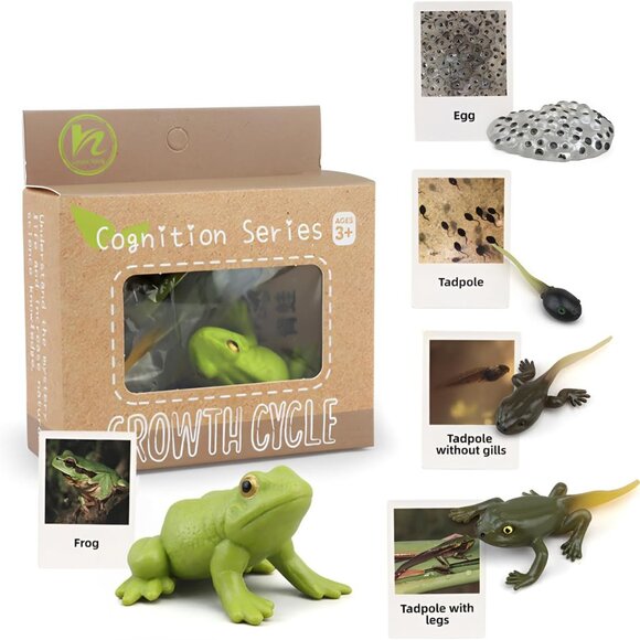 Frog Life Cycle Educational Toy Set with Cards Montessori Realistic Toy Science - Picture 1 of 9